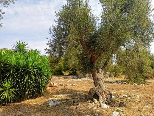Affittacamere Casina Fumarola Ostuni Esterno foto