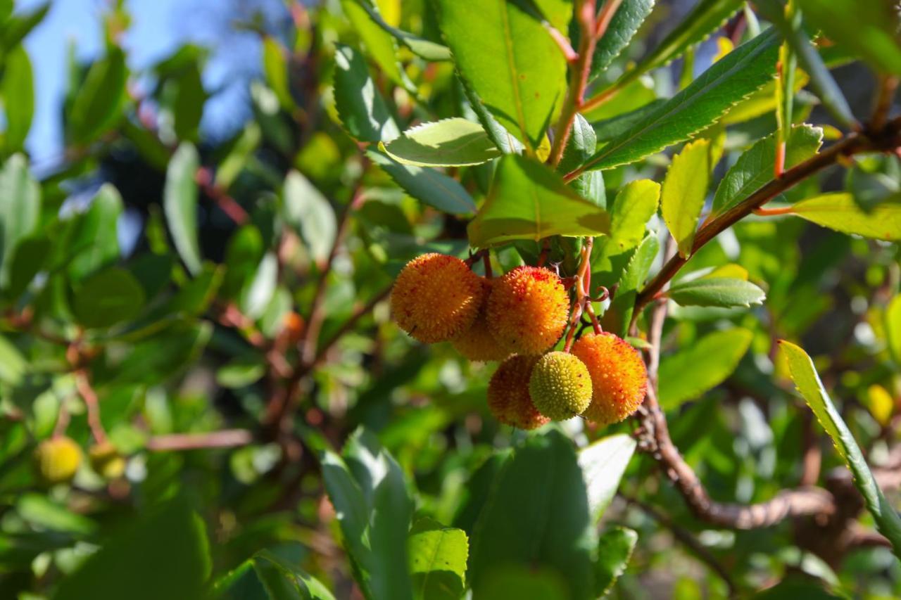 Affittacamere Casina Fumarola Ostuni Esterno foto